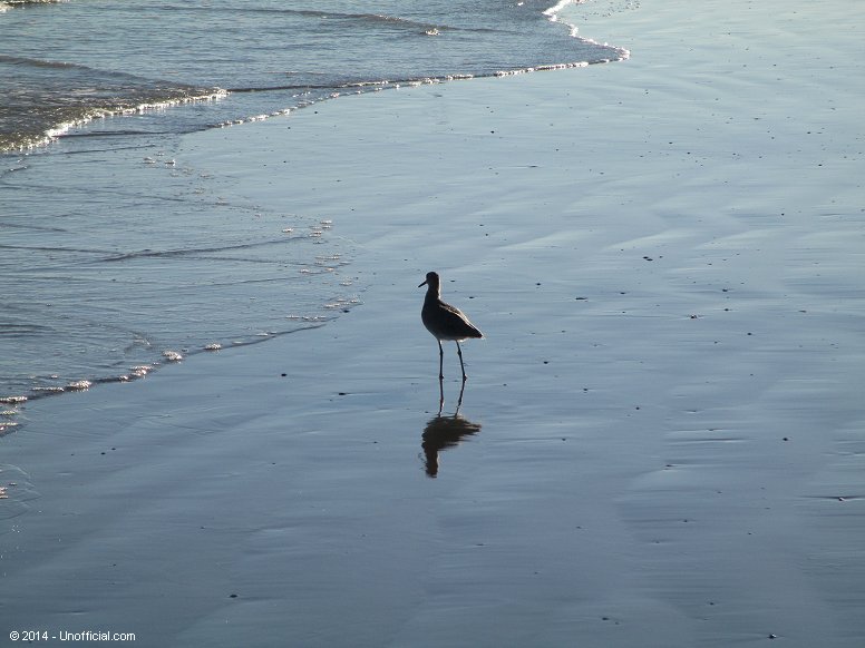 On the beach in Galveston, Texas