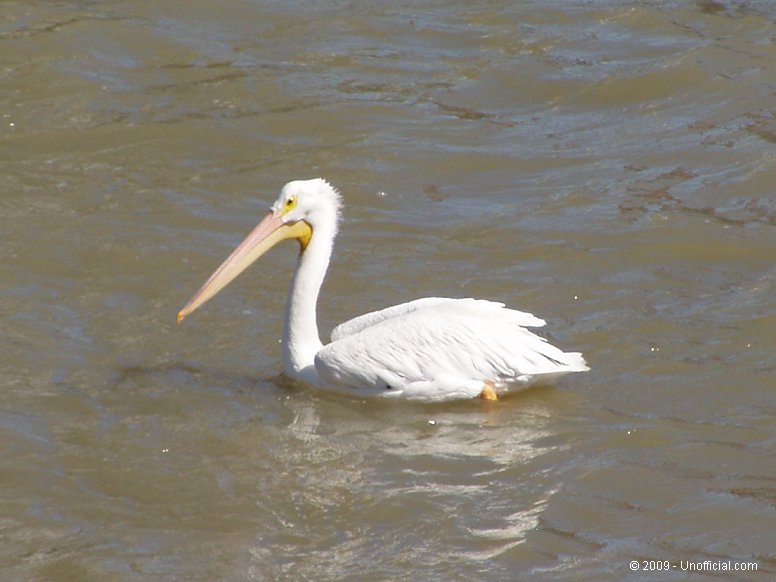 Pelican in Galveston Bay, Texas
