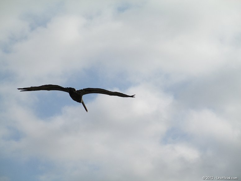 Pelican at Galveston Bay, Texas