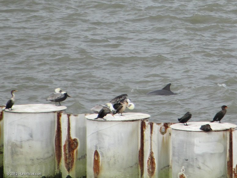 Bottlenose Dolphin at Port Bolivar, Texas