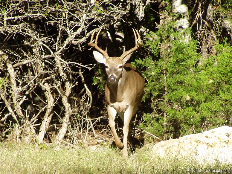 Front yard visitor in northwest Travis County, Texas