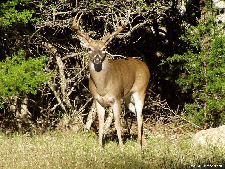 Infrequent visitor in northwest Travis County, Texas