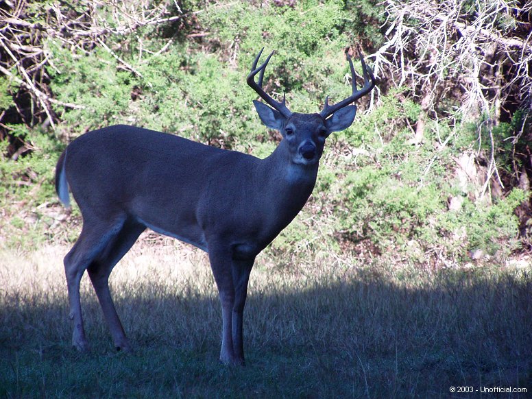 Big Boy in northwest Travis County, Texas