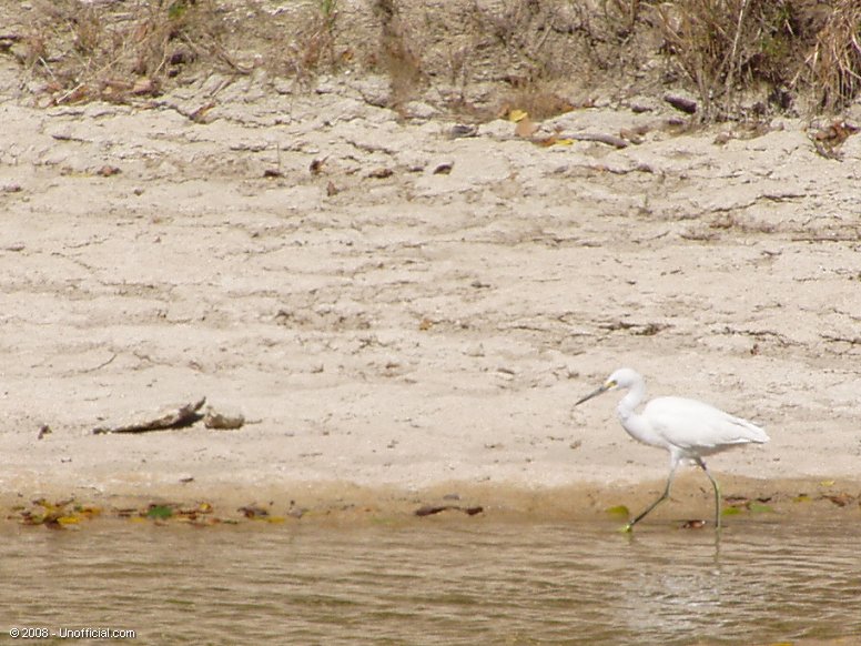 
Egret