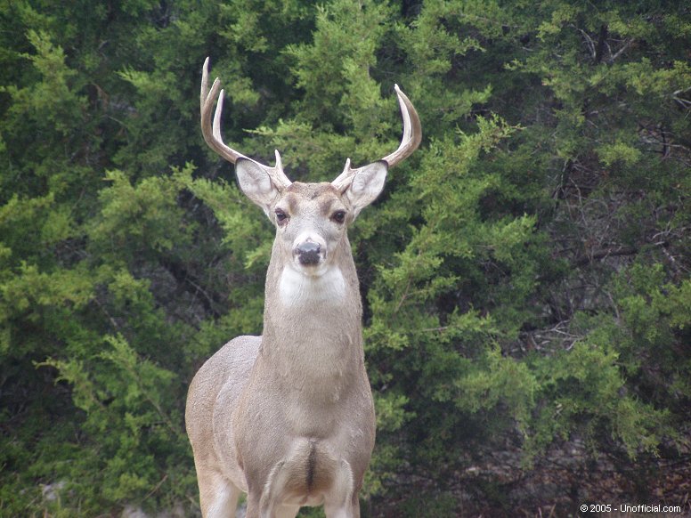 Big Boy in northwest Travis County, Texas