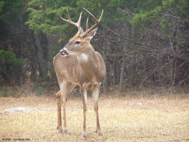Front yard visitor in northwest Travis County, Texas