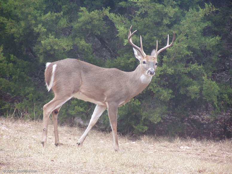 Front yard buck in northwest Travis County, Texas