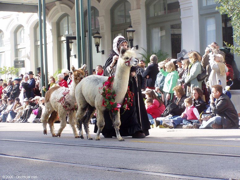 Llamas at Dickens on The Strand Parade, Galveston, Texas