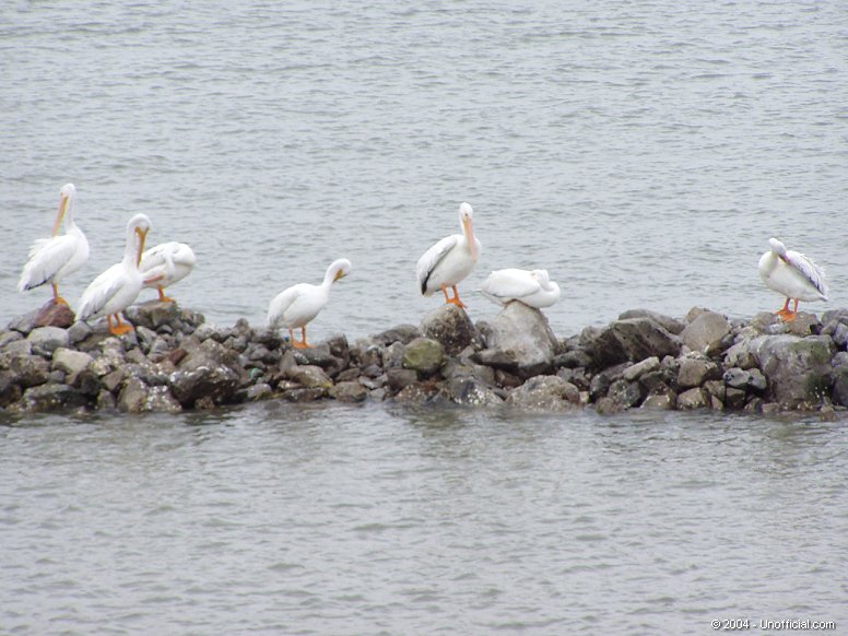 Pelicans at Galveston Bay, Texas