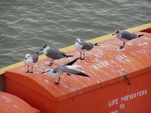 on the Galveston-Bolivar ferry, Galveston, Texas