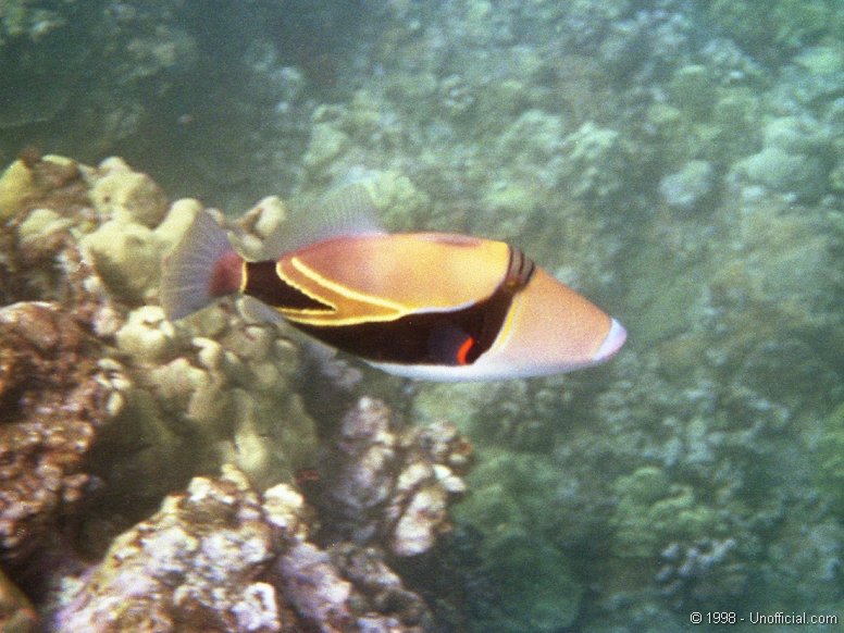 Humuhumunukunukuapua'a at Makena, Maui, Hawai'i